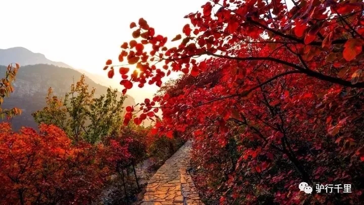 【坡峰嶺紅葉節】10.27，早知坡峰嶺，何必去香山！免票線！