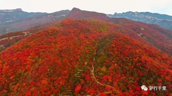 【坡峰嶺紅葉節】10.27，早知坡峰嶺，何必去香山！免票線！