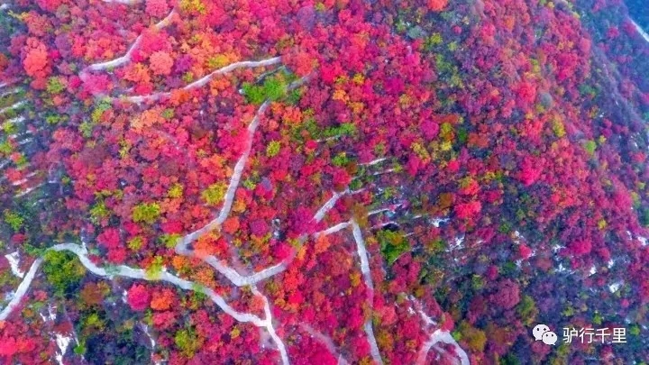【坡峰嶺紅葉節】10.27，早知坡峰嶺，何必去香山！免票線！