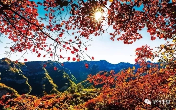 【坡峰嶺紅葉節】10.27，早知坡峰嶺，何必去香山！免票線！
