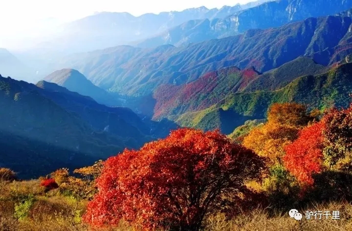 【坡峰嶺紅葉節】10.27，早知坡峰嶺，何必去香山！免票線！
