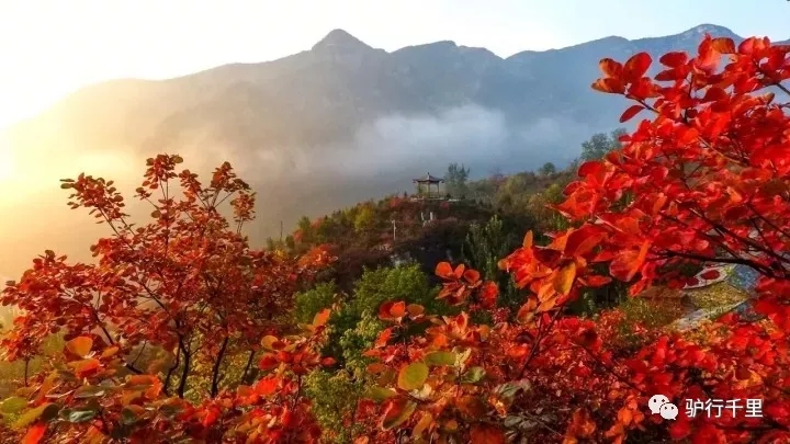 【坡峰嶺紅葉節】10.27，早知坡峰嶺，何必去香山！免票線！