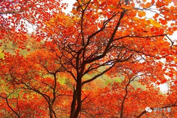 【坡峰嶺紅葉節】10.27，早知坡峰嶺，何必去香山！免票線！