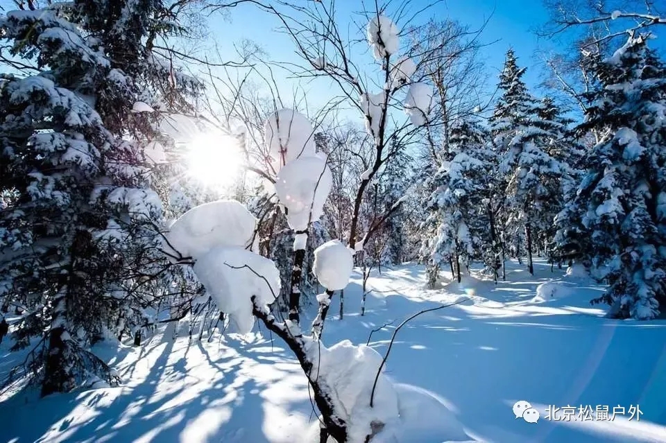 【元旦雪鄉(xiāng)】丨冰雪童話世界，雪谷、雪鄉(xiāng)、霧凇島、哈爾濱冰燈，體驗東北林海雪原，跨年火車團，不用請假